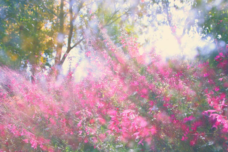 春天野花抽象梦想的照片