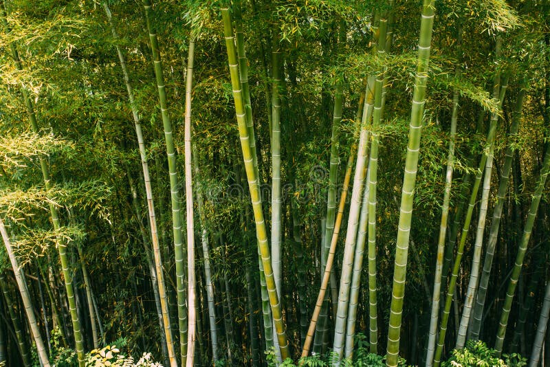 Spring Tall Trees Bamboo Woods. Tropical Forest, Summer Nature. Different Deciduous Trees Summer Background. Nobody. Environment Concept. Spring Tall Trees Bamboo Woods. Tropical Forest, Summer Nature. Different Deciduous Trees Summer Background. Nobody. Environment Concept.