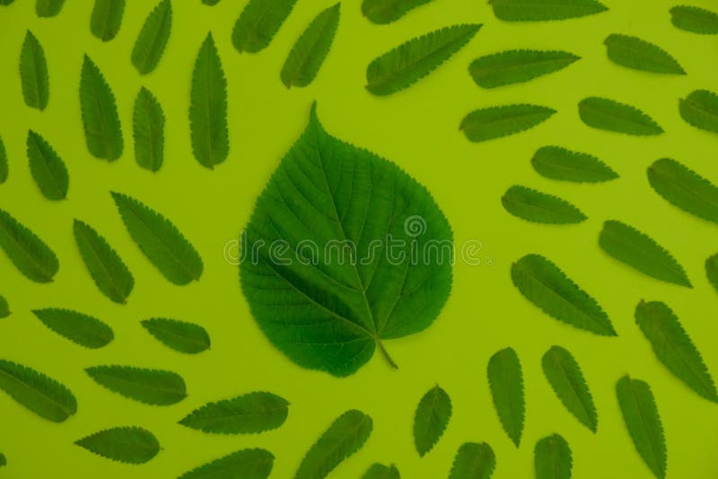 春景自然概念叶植物创新新潮 图库摄影 春景自然概念叶植物创新新潮 图库摄影