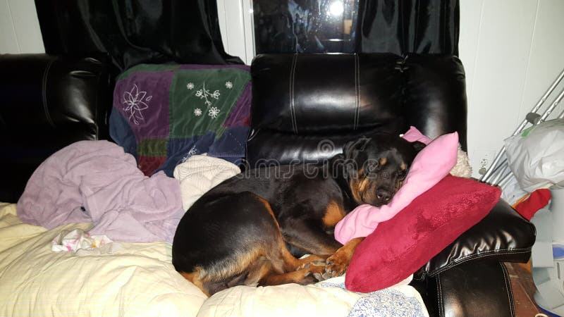  晚安天使 免版税库存图片