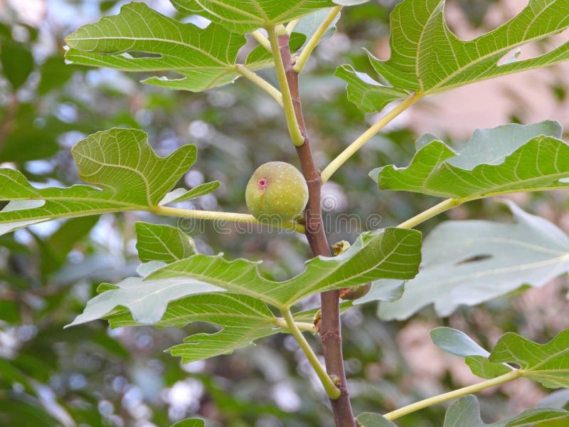 普通无花果 免版税库存图片