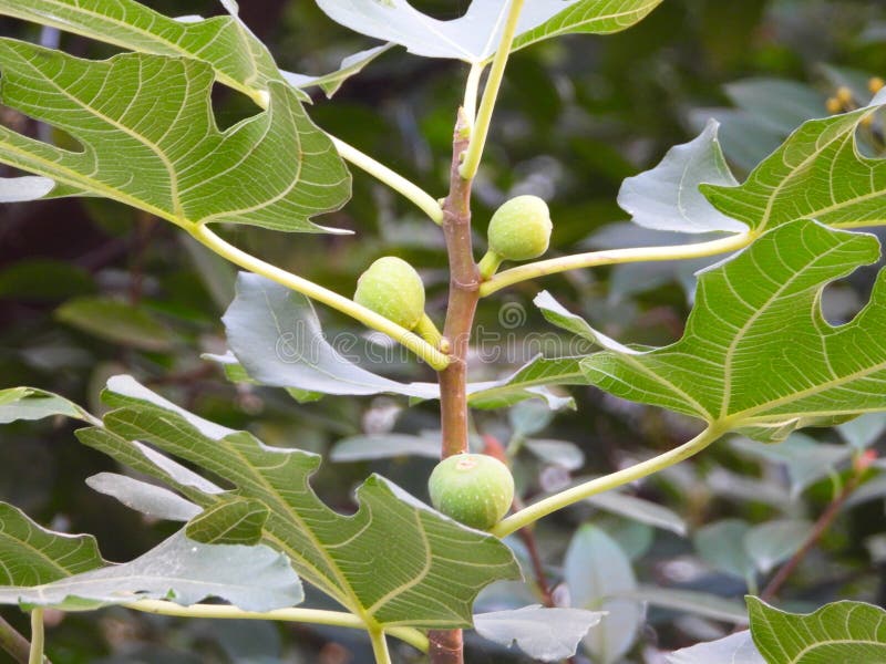 普通无花果 库存照片