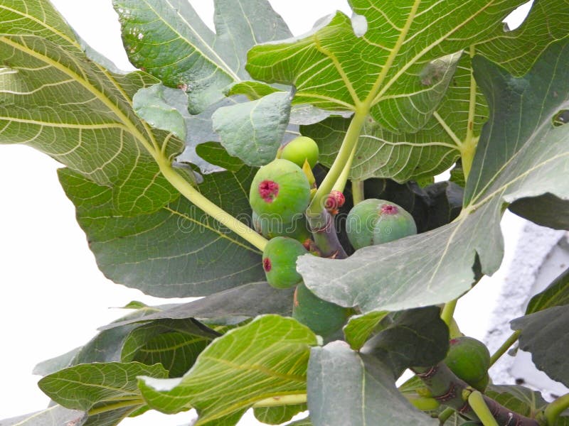 普通无花果 库存照片