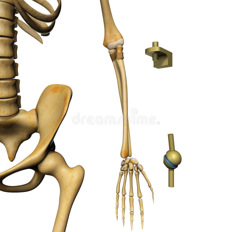 A joint or articulation (or articular surface) is the location at which bones connect They are constructed to allow movement (except for skull, sacral, sternal, and pelvic bones) and provide mechanical support, and are classified structurally and functionally. A joint or articulation (or articular surface) is the location at which bones connect They are constructed to allow movement (except for skull, sacral, sternal, and pelvic bones) and provide mechanical support, and are classified structurally and functionally