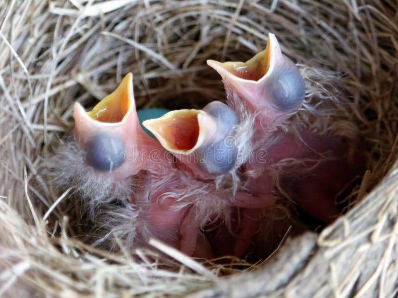These three newly hatched robin chicks open their mouths wide to receive any food from their mother. One blue egg in the back of the nest has not hatched yet. These three newly hatched robin chicks open their mouths wide to receive any food from their mother. One blue egg in the back of the nest has not hatched yet.