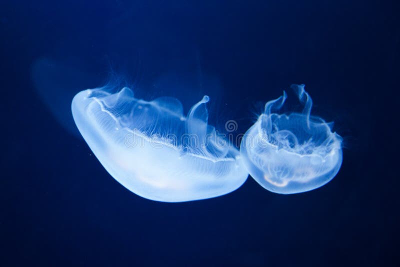 月亮水母 免版税库存图片