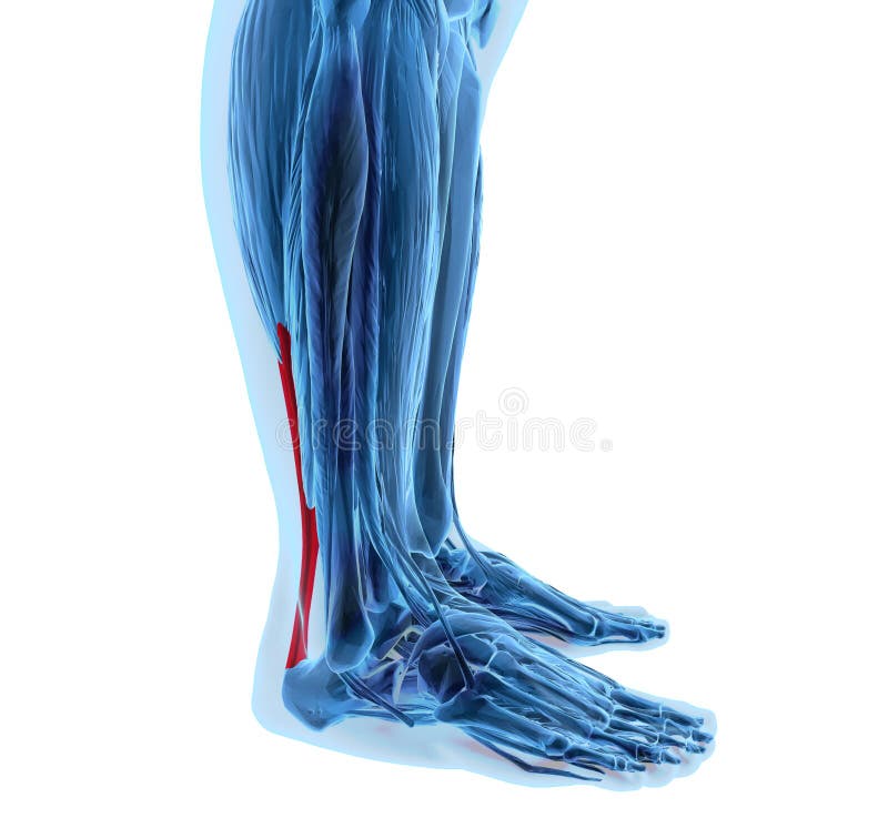 3d rendering of human achilles tendon. 3d rendering of human achilles tendon