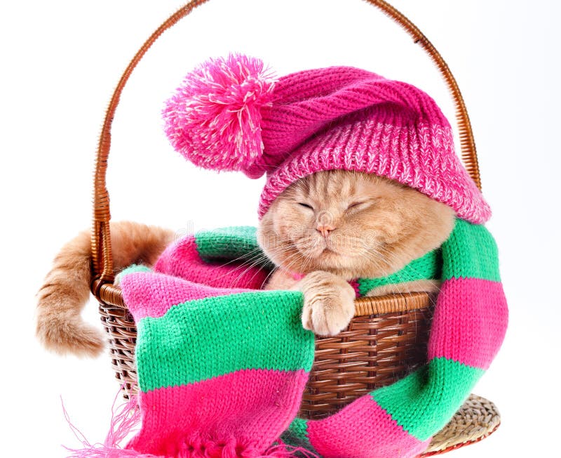 戴有大型机关炮和围巾的猫一个桃红色编织的帽子