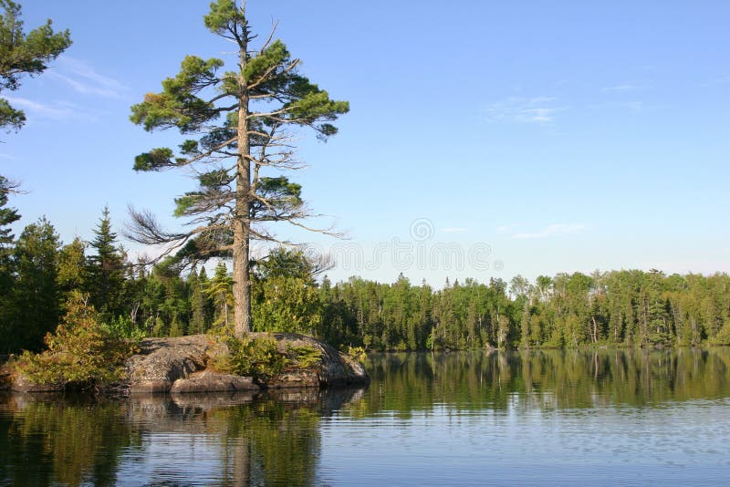 有大杉木的小海岛在镇静Minnesota湖