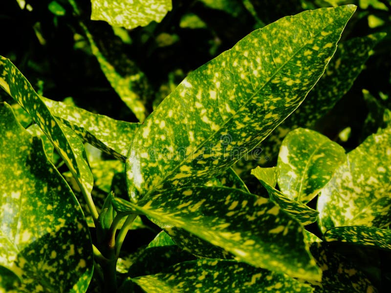 Large waxy green leaves of Japanese Laurel. dens foliage with bright yellow spots in selective focus. deciduous bush type plant. beauty in nature concept. fresh green background image. parks and outdoor. spotted Laurel. Acuba Japonica. Large waxy green leaves of Japanese Laurel. dens foliage with bright yellow spots in selective focus. deciduous bush type plant. beauty in nature concept. fresh green background image. parks and outdoor. spotted Laurel. Acuba Japonica