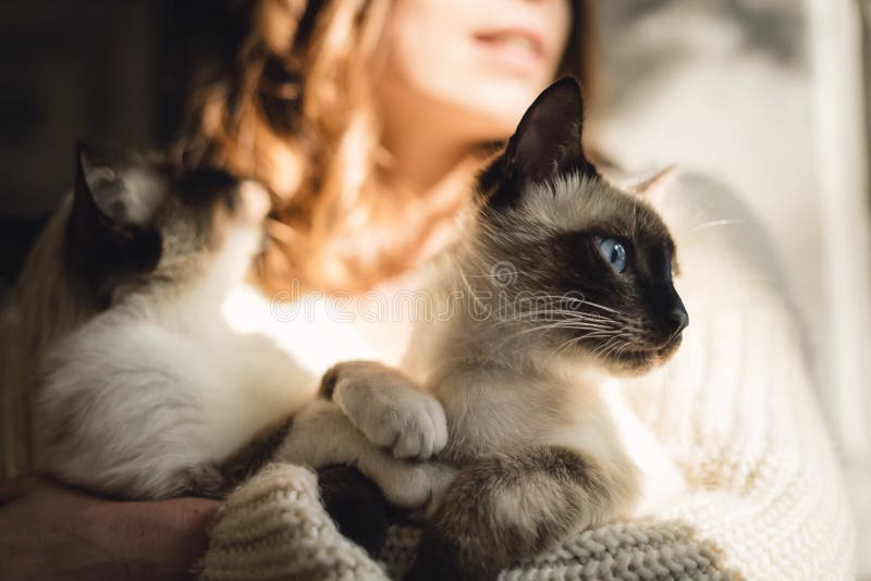 有暹罗猫的肖像女 图库摄影