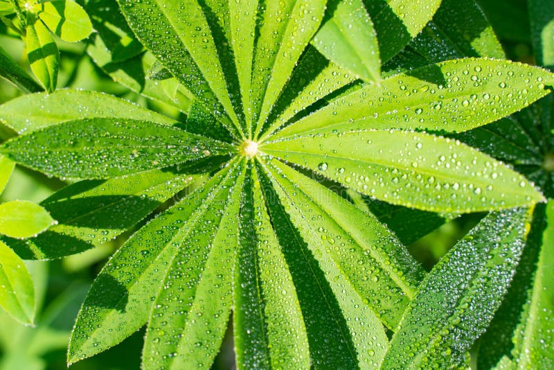 有水下落的绿色凶猛叶子 r. 凶猛叶子和水下落特写镜头 拉丁名字:象狼的羽扇豆属