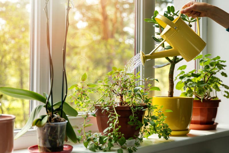 有浇灌窗台的水罐头的手室内植物