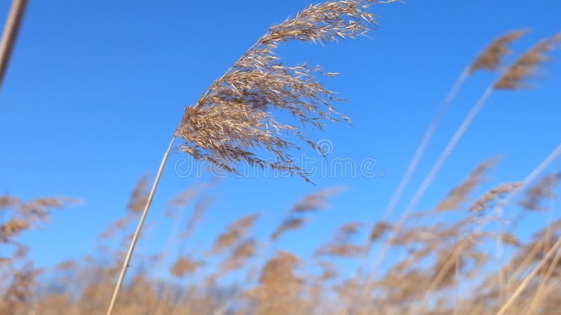 有深轮胎轨道的肮脏的打破的农村路