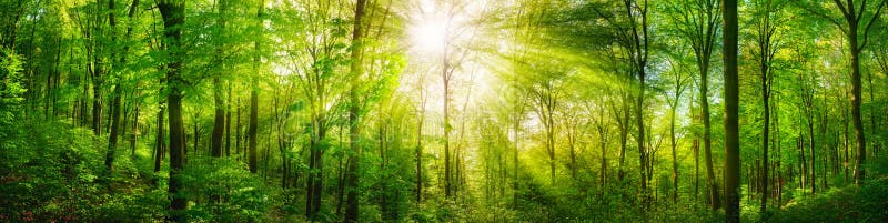 Panorama of a scenic forest of fresh green deciduous trees with the sun casting its rays of light through the foliage. Panorama of a scenic forest of fresh green deciduous trees with the sun casting its rays of light through the foliage