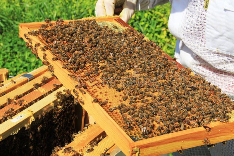 Capped and uncapped brood comb with worker bees in a Langstroth beehive. Capped and uncapped brood comb with worker bees in a Langstroth beehive.