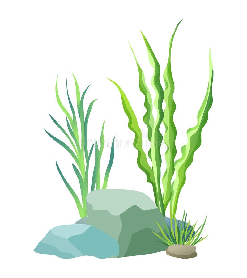 Aquatic plants with big grey stones. Green flora foliage of marine and ocean objects. Freshwater and aquarium decorative elements vector illustration. Aquatic plants with big grey stones. Green flora foliage of marine and ocean objects. Freshwater and aquarium decorative elements vector illustration