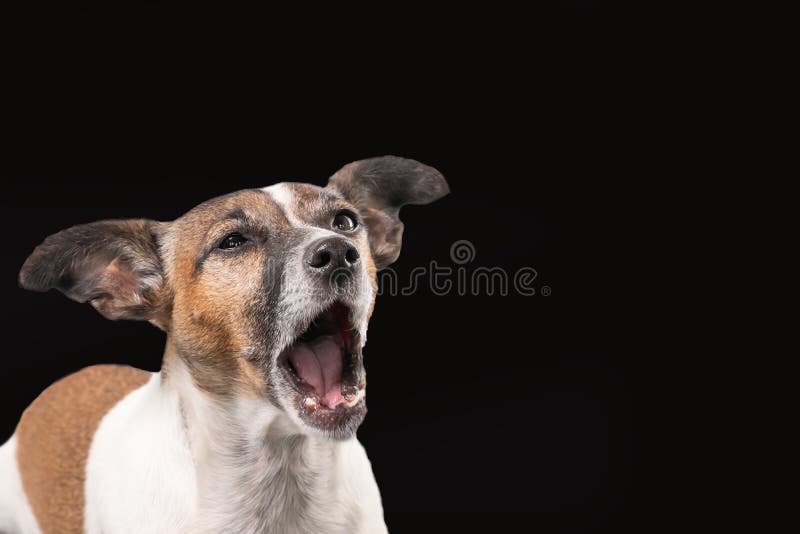 Funny Jack Russell Terrier seems to be screaming with the mouth wide open. Dog head against a black background, copy-space. Funny Jack Russell Terrier seems to be screaming with the mouth wide open. Dog head against a black background, copy-space.