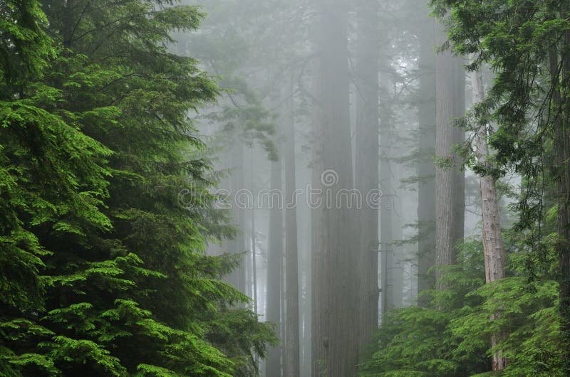 Landscape of coastal redwood forest, Prairie Creek State Park, California, USA. Landscape of coastal redwood forest, Prairie Creek State Park, California, USA