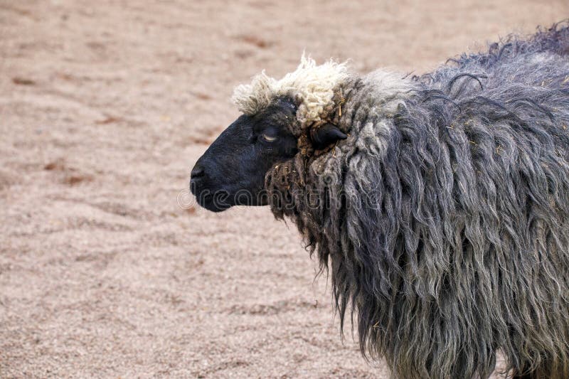 Image of an animal sheep with a black muzzle. Image of an animal sheep with a black muzzle