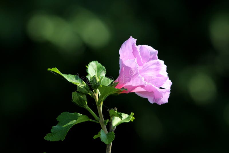 Hibiscus syriacus or Rose of Sharon or Syrian ketmia or Rose mallow or St Josephs rod flowering hardy deciduous shrub plant with single blooming violet trumpet shaped flower next to small flower buds on dark green leaves background. Hibiscus syriacus or Rose of Sharon or Syrian ketmia or Rose mallow or St Josephs rod flowering hardy deciduous shrub plant with single blooming violet trumpet shaped flower next to small flower buds on dark green leaves background