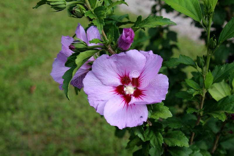 Hibiscus syriacus or Rose of Sharon or Syrian ketmia or Rose mallow or St Josephs rod flowering hardy deciduous shrub plant with blooming violet and dark red trumpet shaped flowers and prominent yellow tipped white stamens on dark green leaves background. Hibiscus syriacus or Rose of Sharon or Syrian ketmia or Rose mallow or St Josephs rod flowering hardy deciduous shrub plant with blooming violet and dark red trumpet shaped flowers and prominent yellow tipped white stamens on dark green leaves background