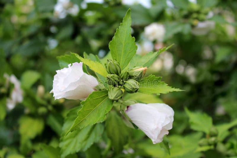 Hibiscus syriacus Red Heart or Rose of Sharon Red Heart variety flowering hardy deciduous shrub plant with closed flower buds surrounded with two partially blooming white flowers and light green leaves on leaves and other garden vegetation background. Hibiscus syriacus Red Heart or Rose of Sharon Red Heart variety flowering hardy deciduous shrub plant with closed flower buds surrounded with two partially blooming white flowers and light green leaves on leaves and other garden vegetation background