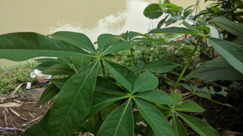 木薯叶优化 免版税库存照片