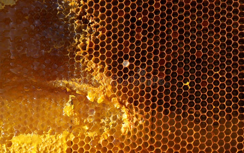 Uncapped filled honeycomb as background, closeup. Uncapped filled honeycomb as background, closeup