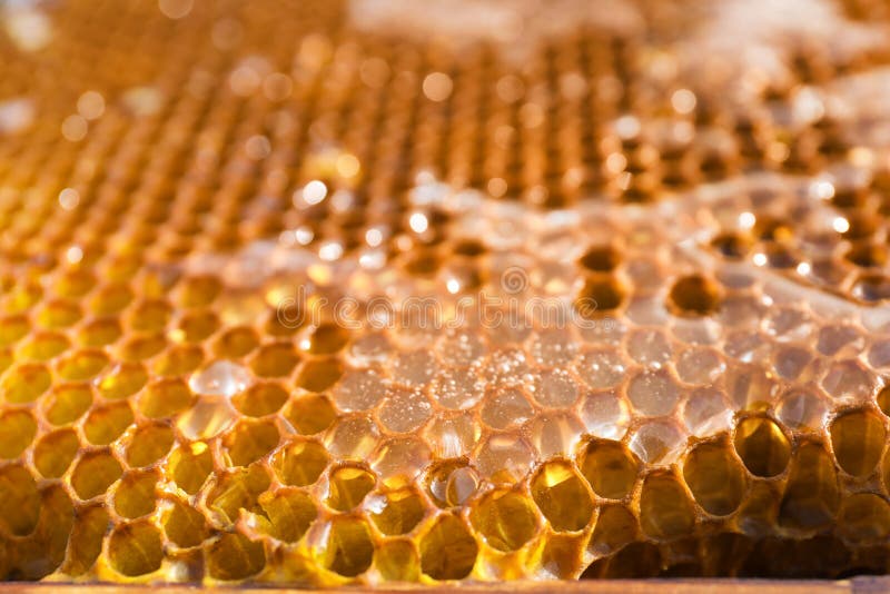Uncapped filled honeycomb as background, closeup. Uncapped filled honeycomb as background, closeup