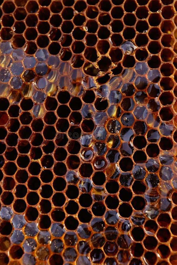 Uncapped filled honeycomb as background. Uncapped filled honeycomb as background