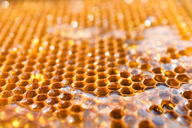 Uncapped filled honeycomb as background. Uncapped filled honeycomb as background