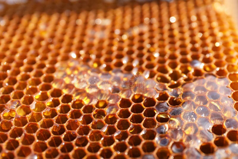 Uncapped filled honeycomb as background. Uncapped filled honeycomb as background