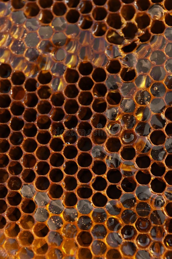 Uncapped filled honeycomb as background. Uncapped filled honeycomb as background