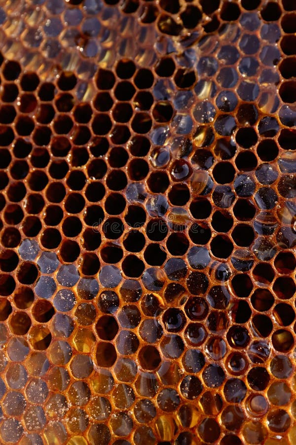 Uncapped filled honeycomb as background. Uncapped filled honeycomb as background