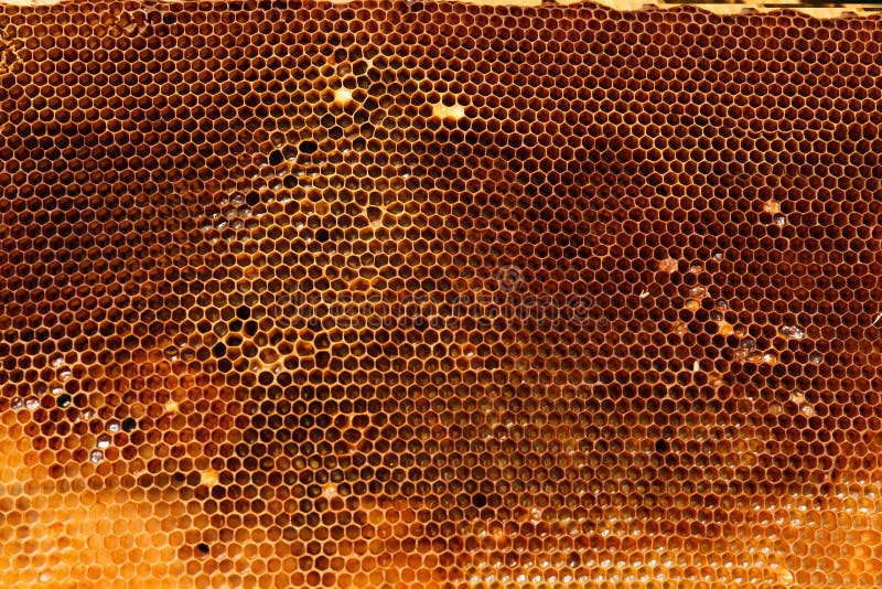 Uncapped filled honeycomb as background. Uncapped filled honeycomb as background