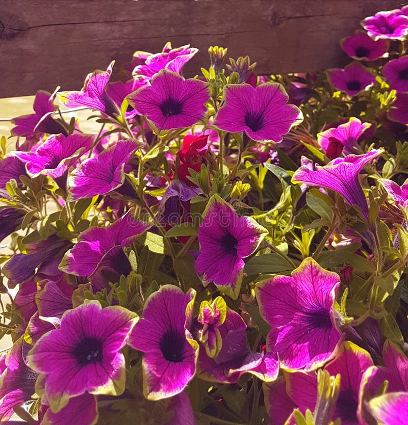 5朵有花瓣紫色喇叭形状的花