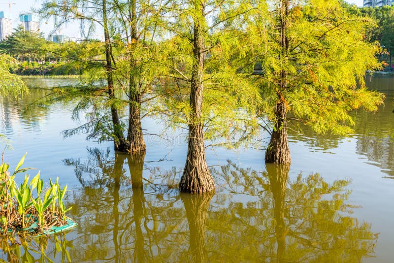 Taxodium ascendens, also known as pond cypress, a deciduous conifer of the genus Taxodium, native to North America, planted in Shenzhen, China. Taxodium ascendens, also known as pond cypress, a deciduous conifer of the genus Taxodium, native to North America, planted in Shenzhen, China.