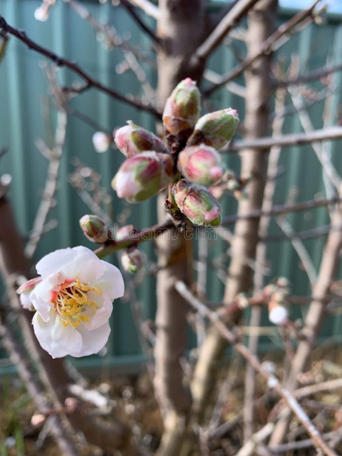 杏花 免版税图库摄影