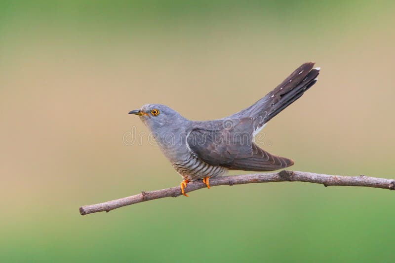 杜鹃(Cuculus canorus) 免版税库存照片 杜鹃(Cuculus canorus) 免版税库存照片