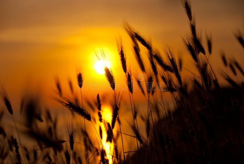 极大的夏天日落麦子