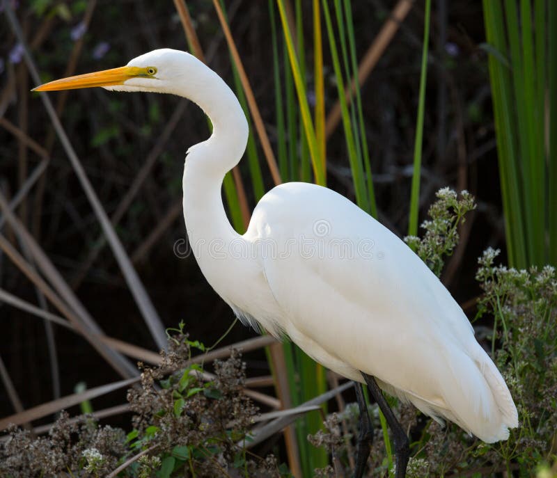 Profile side view of great white egret with yellow bill in reeds of Florida everglades. Profile side view of great white egret with yellow bill in reeds of Florida everglades