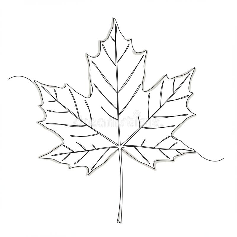 枫叶黑白轮廓图. 它具有详细的视图. 它的特点是,它有细致的视觉和尖瓣,其上呈叶对称形状,有清晰的边缘. 简单化的设计突出了与宏基属常有联系的叶的自然结构. 清晰的线条与强调植物插图风格的平淡背景形成鲜明对比.