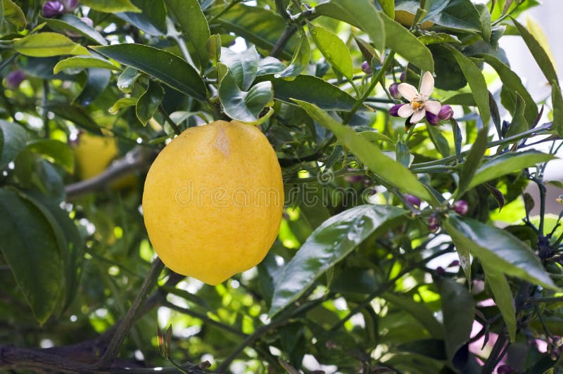 柠檬树枝 库存照片