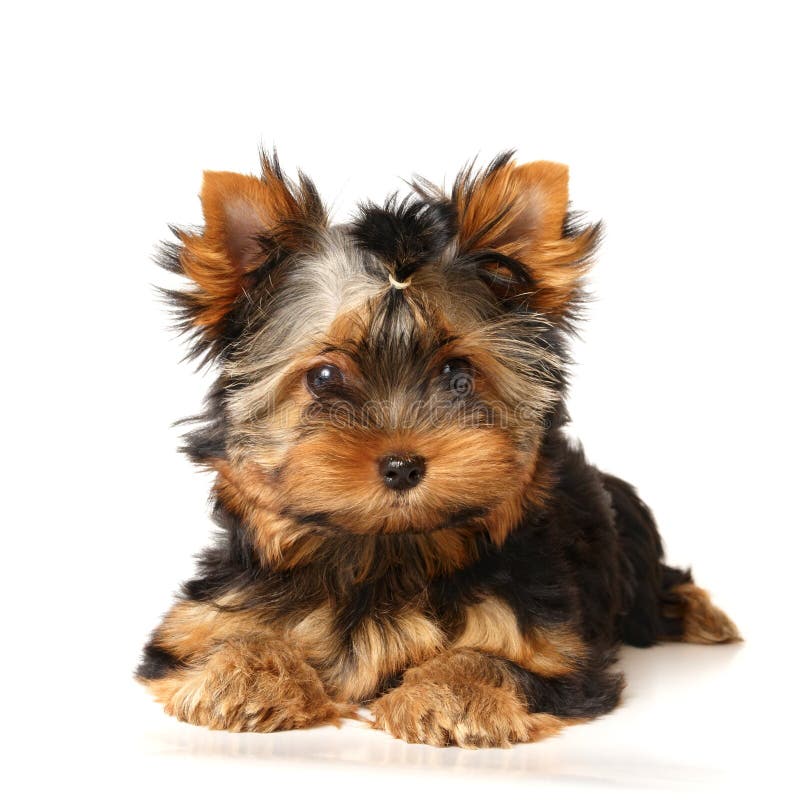 Puppy of the Yorkshire Terrier isolated on white background. Puppy of the Yorkshire Terrier isolated on white background