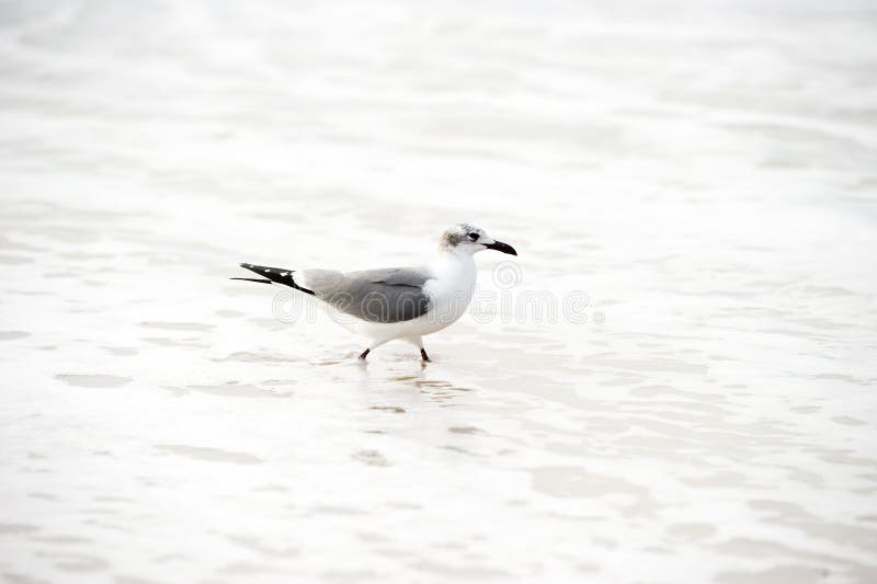 查出的海鸥 图库摄影