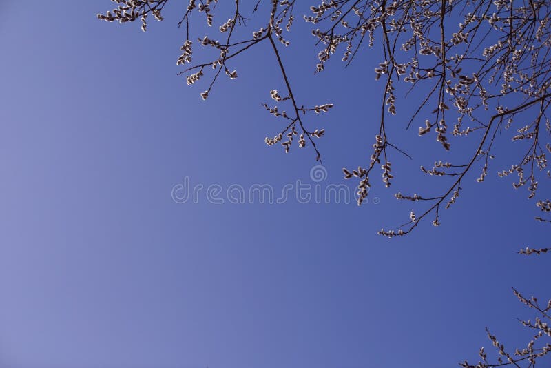 柳枝，蓝天 免版税库存图片