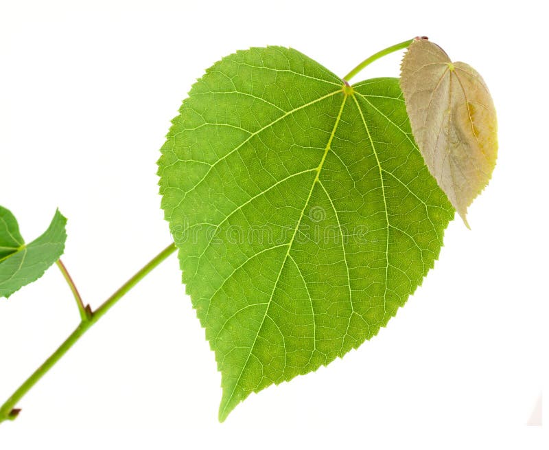 Linden tree branch isolated on white background. Linden tree branch isolated on white background