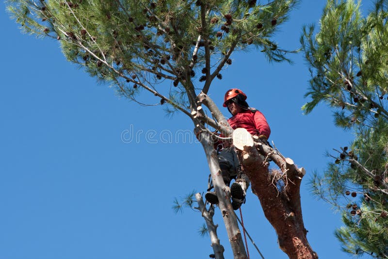 An arborist climbed a huge pine tree removing all the branches before cutting the tree down. He is wearing safety gear including hardhat. An arborist climbed a huge pine tree removing all the branches before cutting the tree down. He is wearing safety gear including hardhat.