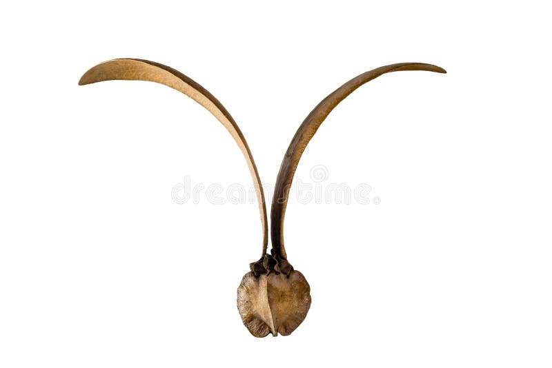 树Dipterocarpus alatus在白色隔绝的Roxb 免版税图库摄影 树Dipterocarpus alatus在白色隔绝的Roxb 免版税图库摄影